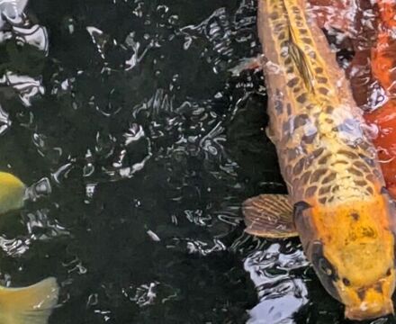 PXL 20250916 120320363 Ally Tokat